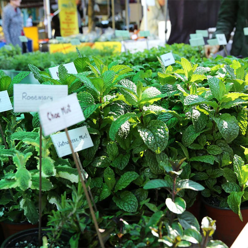 Northey Street Organic Farmers Market