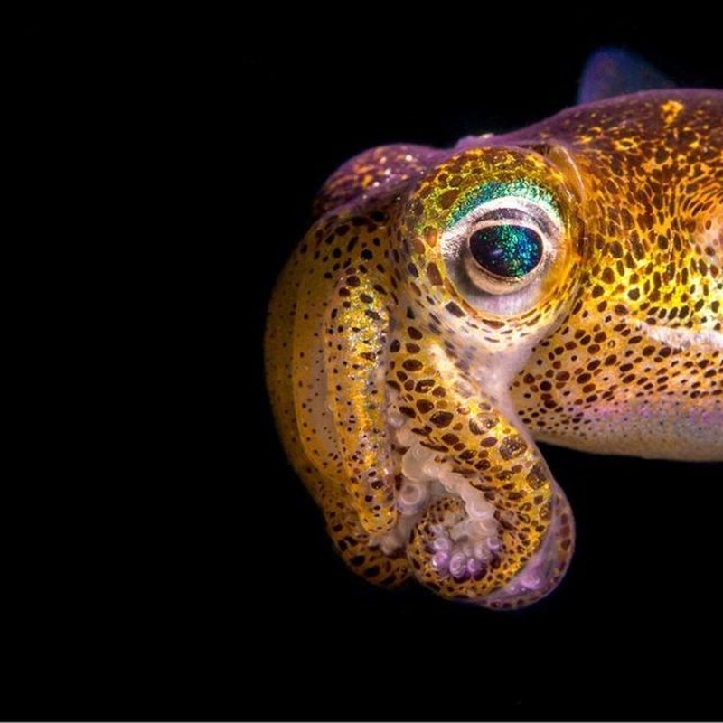 Australian Geographic Nature Photographer of the Year