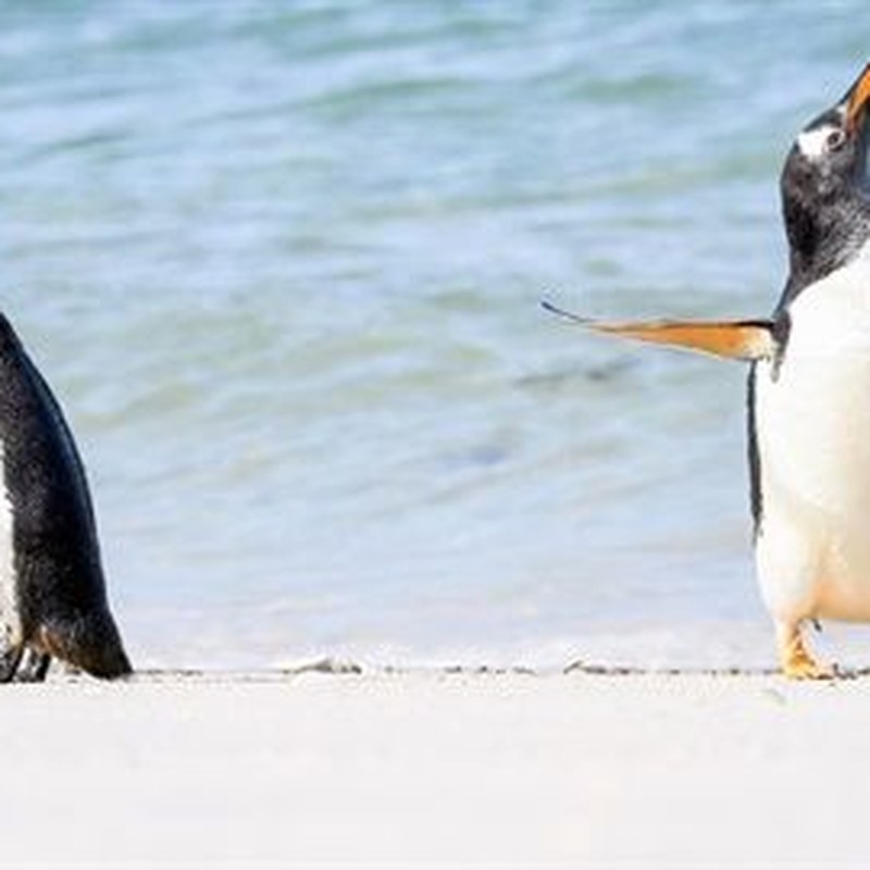 Comedy Wildlife Photography Awards