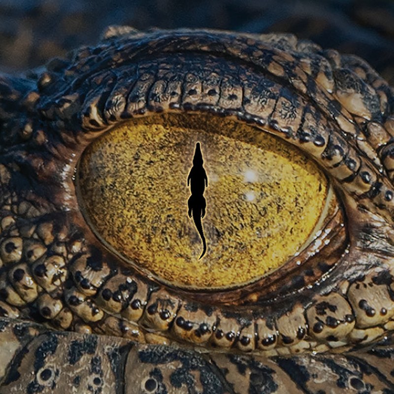 Croc! Lost Giants to Living Legends