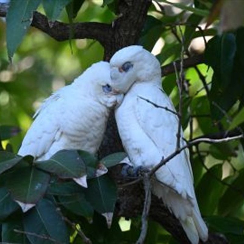 Birds and Reptiles of Moreton Bay