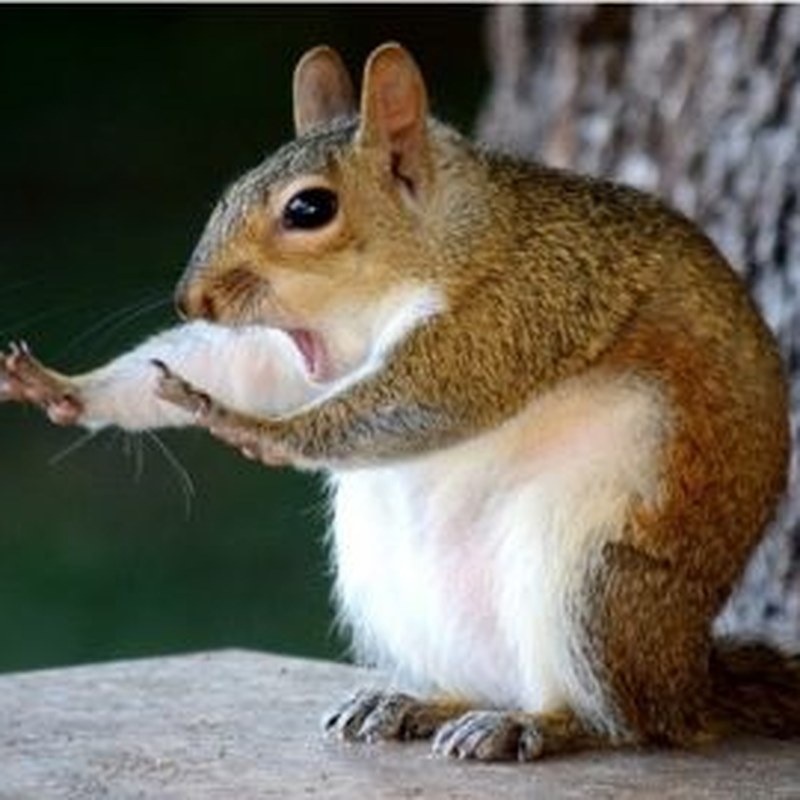 Comedy Wildlife Photography Auction