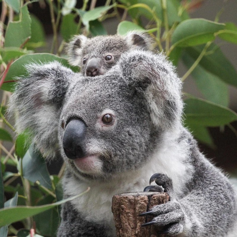 Lone Pine Koala Sanctuary